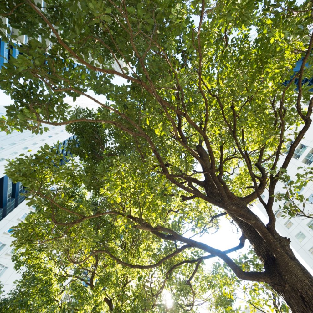 Nos engagements sociaux, sociétaux et environnementaux